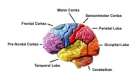 0   Colored brain lobes (4)